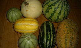 各种网红视频爆料吃瓜,揭秘娱乐圈吃瓜大事件！